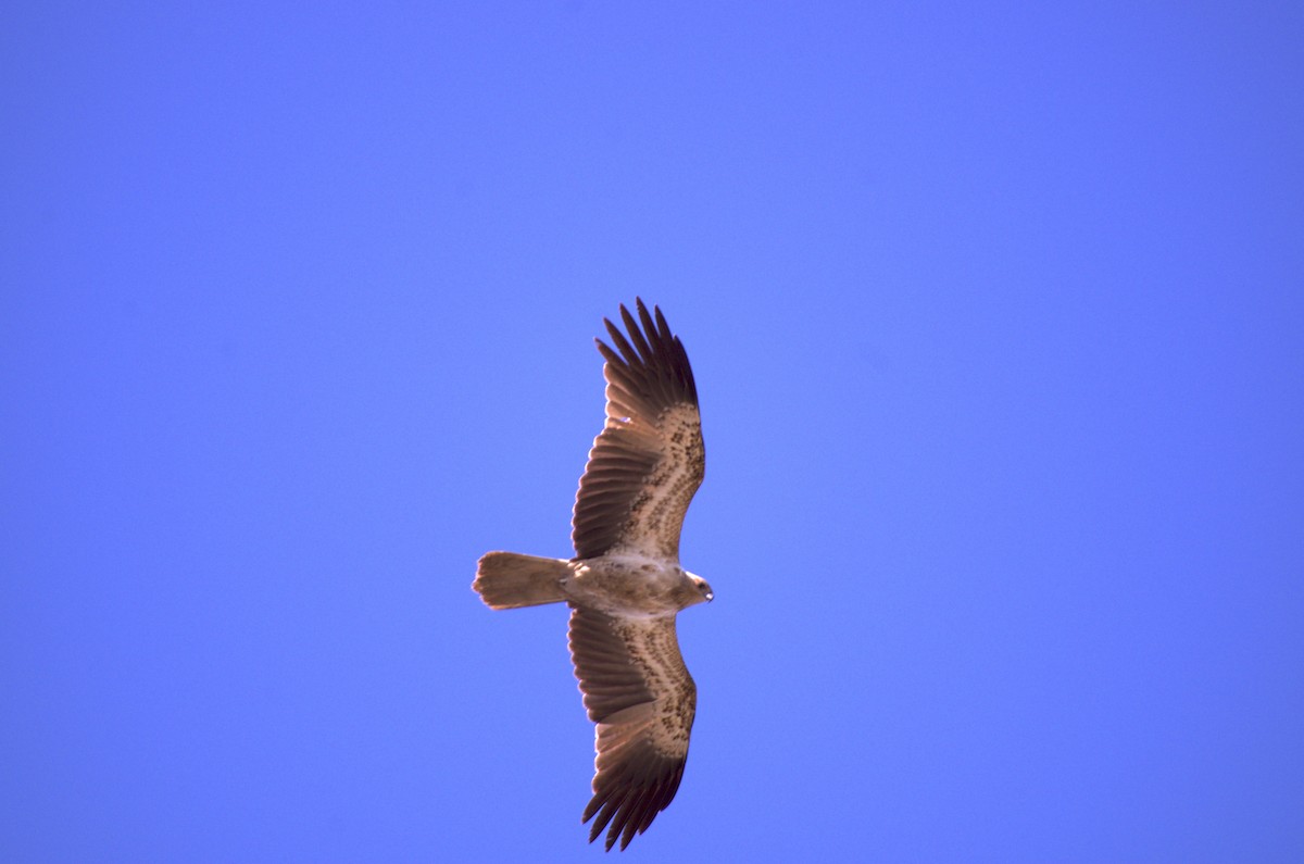 Whistling Kite - ML565302931