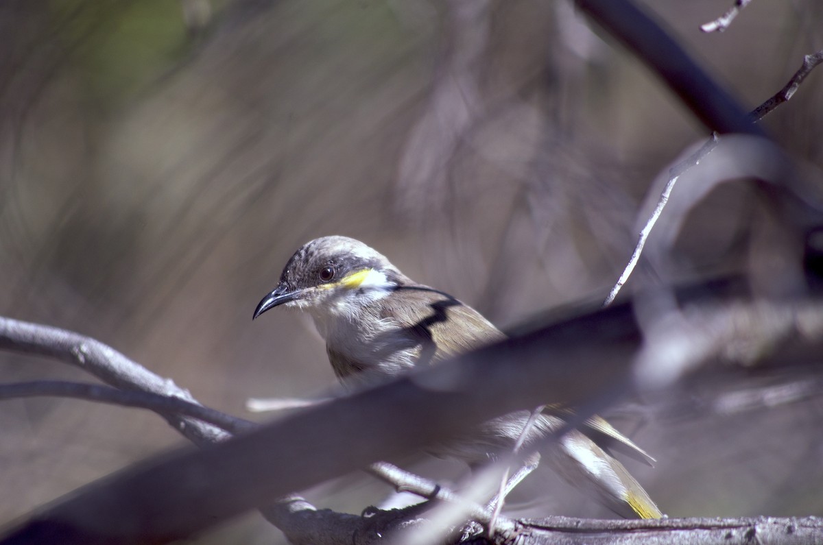 Singing Honeyeater - ML565302971