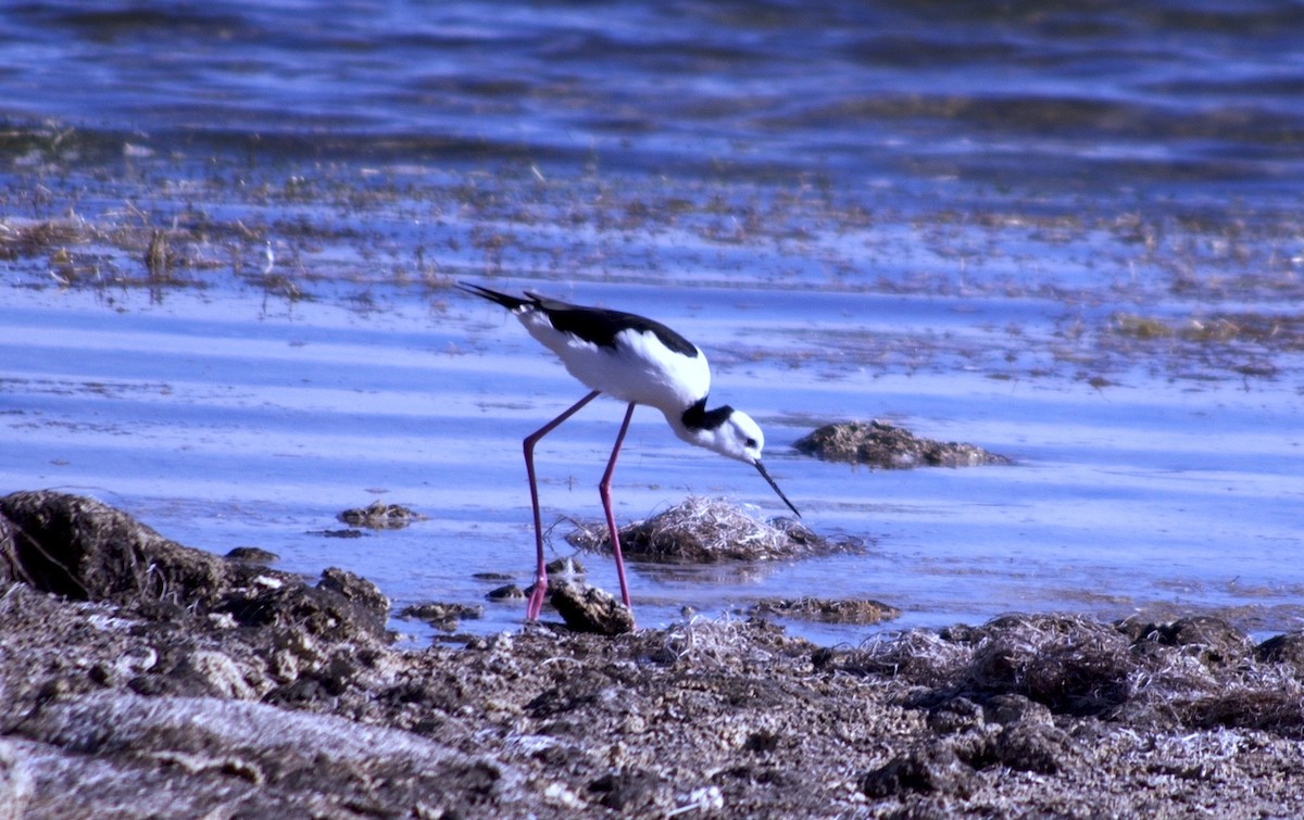 Pied Stilt - ML565303041