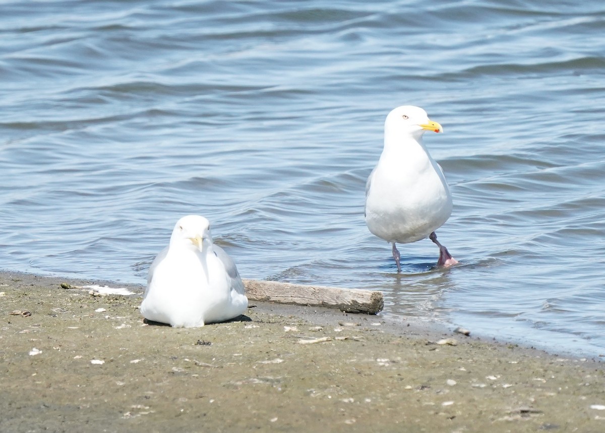 Herring Gull - Pam Hardy