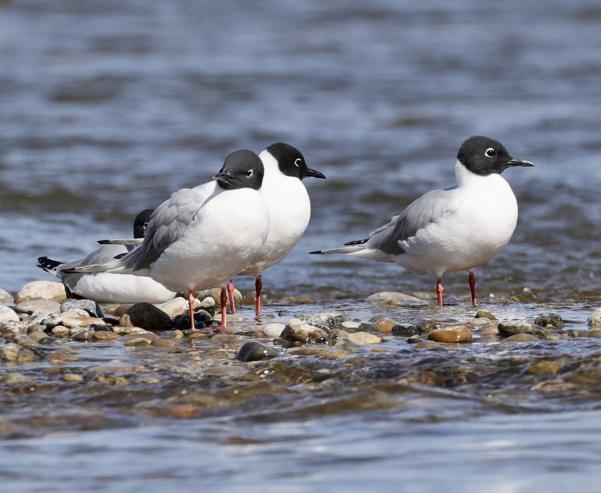 Bonaparte's Gull - ML565304061