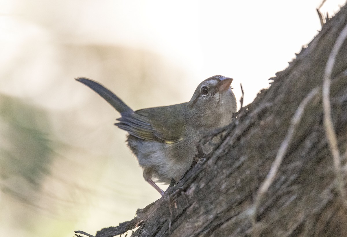 Olive Sparrow - ML565304311