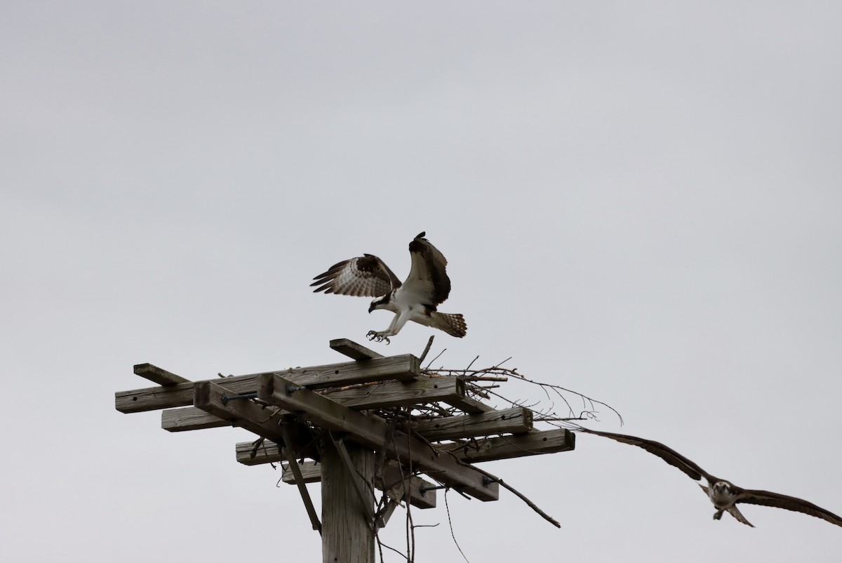 Osprey - MacKenzie McKnight