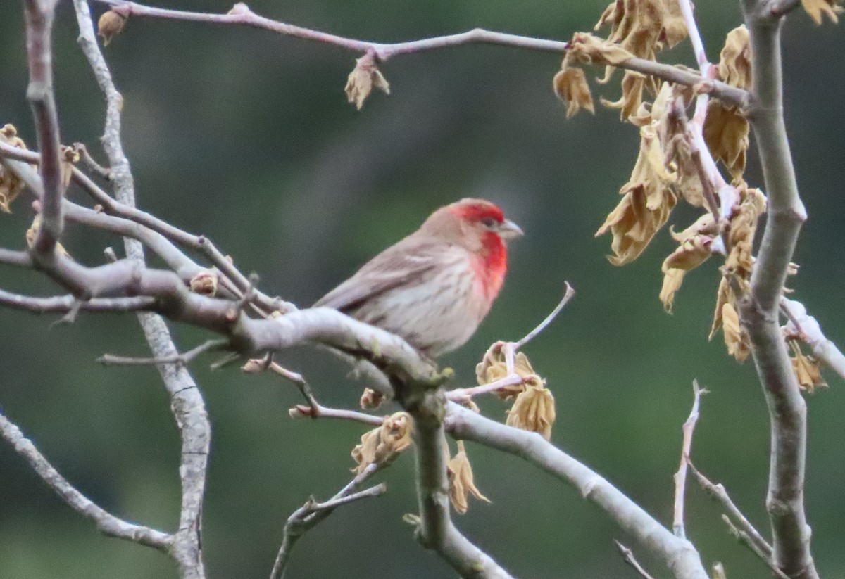House Finch - The Spotting Twohees