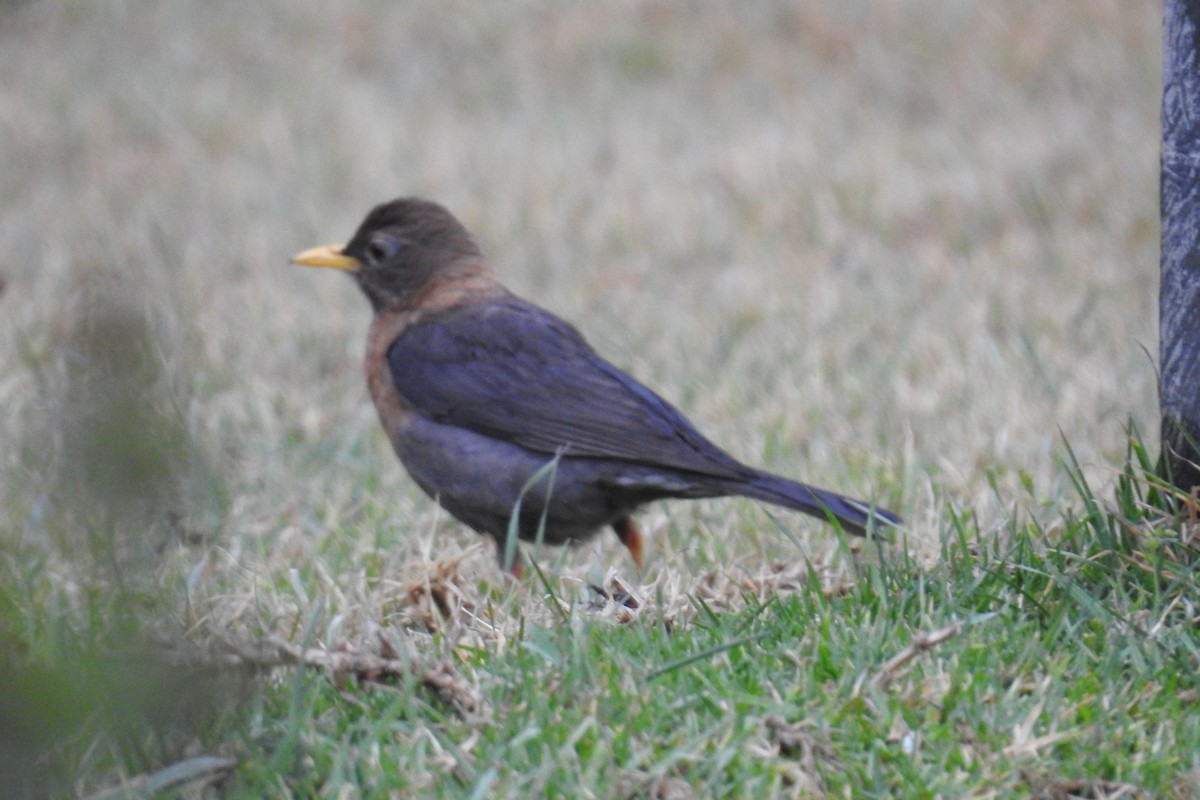 Rufous-collared Robin - ML565306941