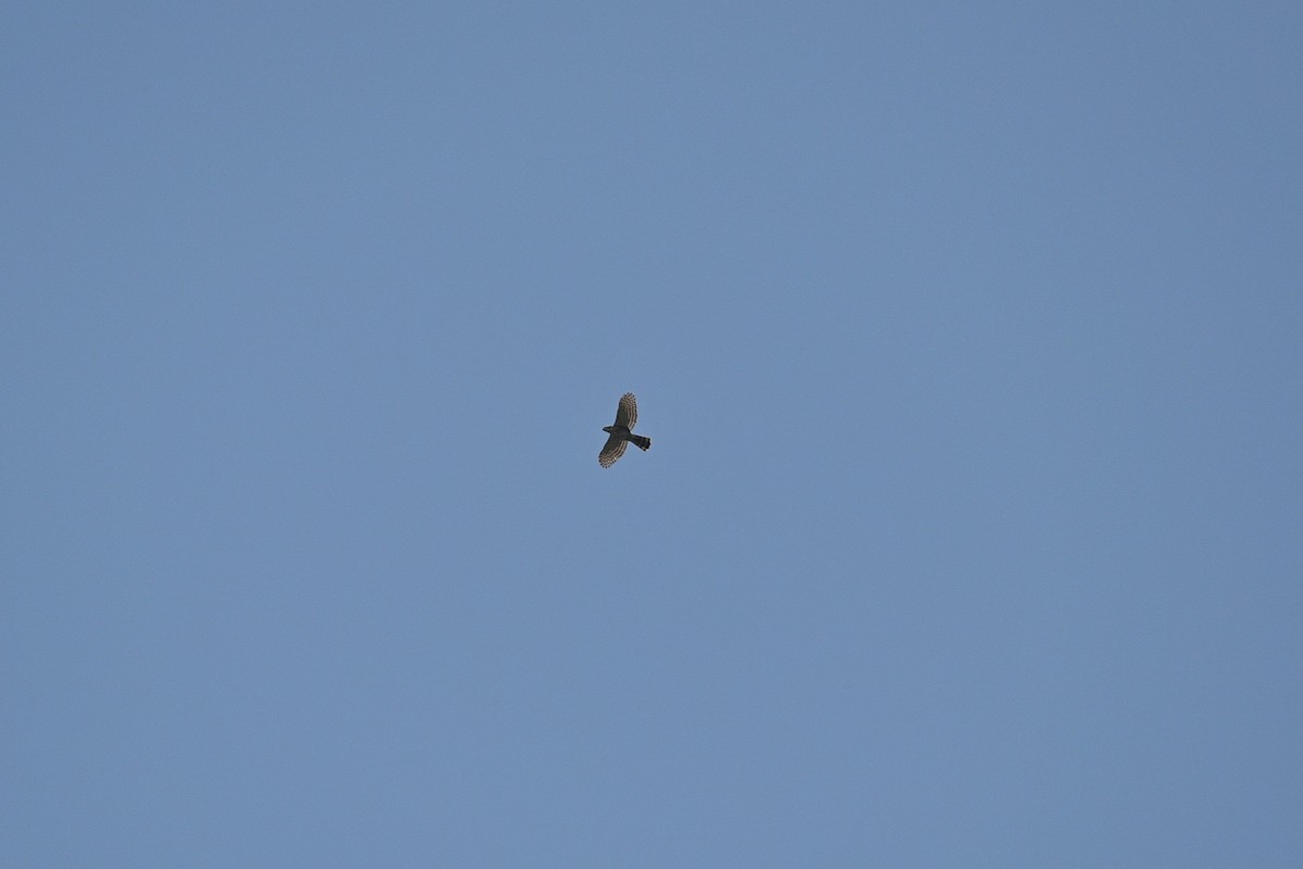 Crested Goshawk - ML565307571