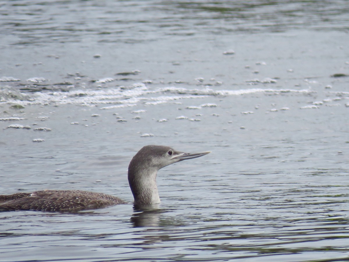 Red-throated Loon - ML565308181