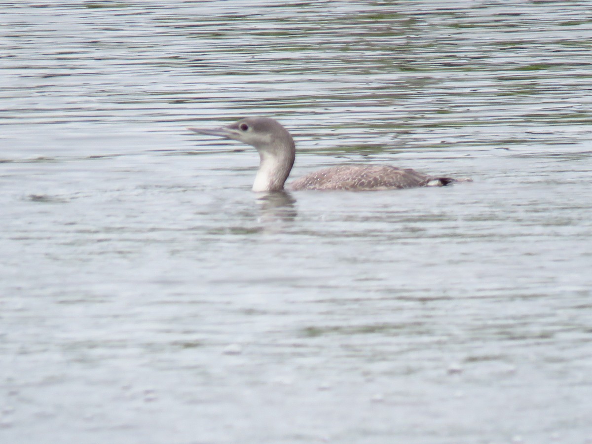 Red-throated Loon - ML565308191