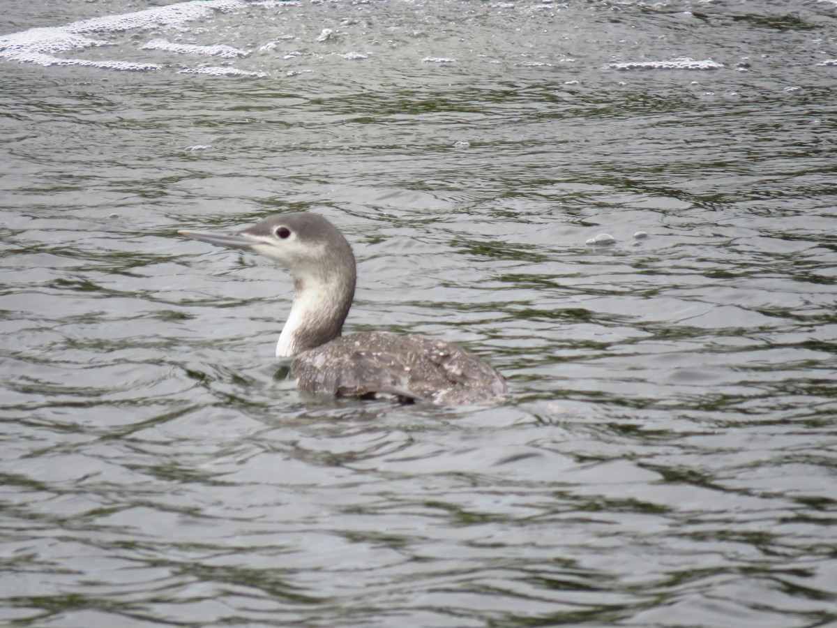 Red-throated Loon - ML565308201