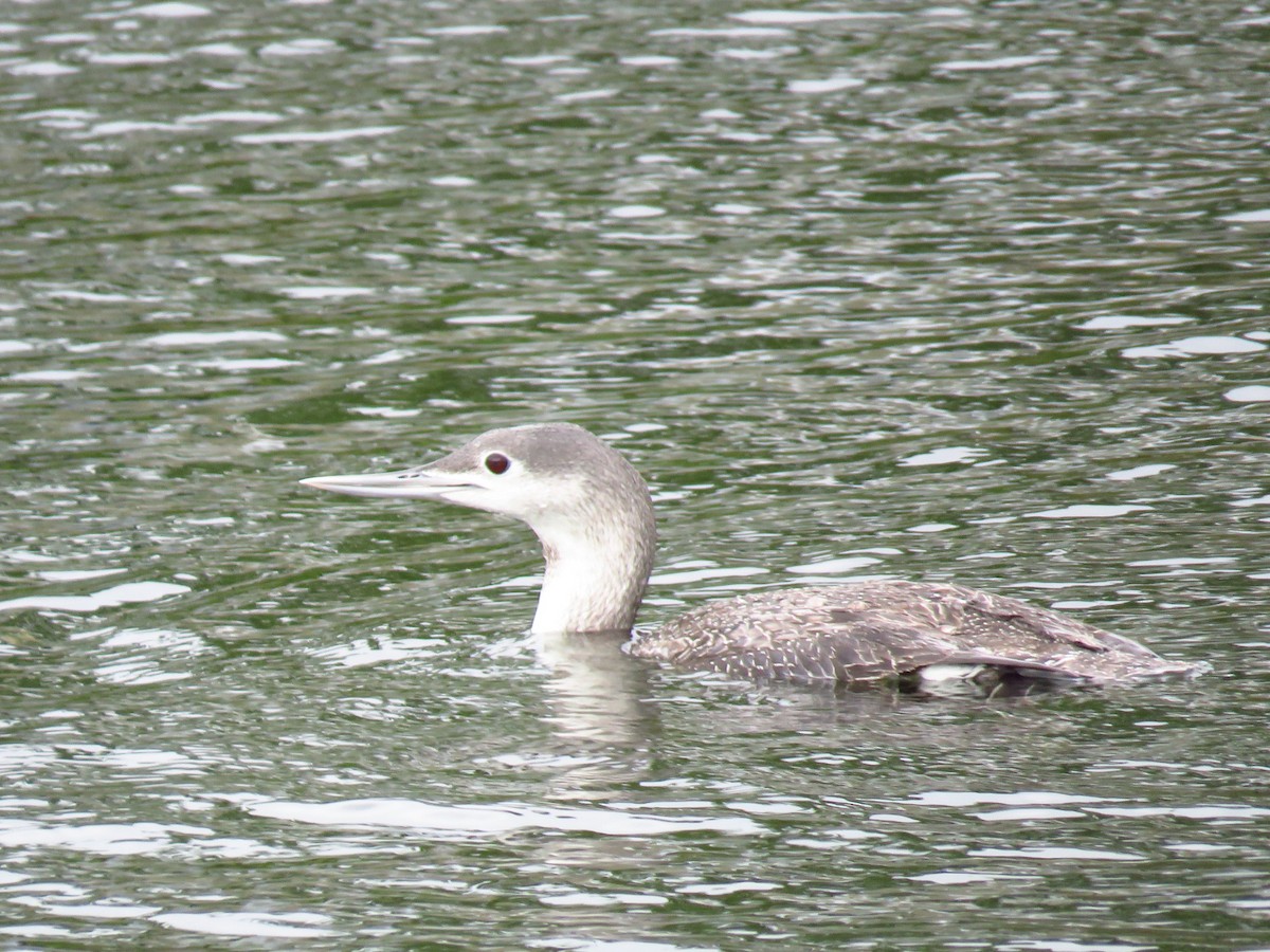 Red-throated Loon - ML565308211