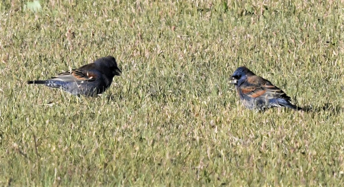 Blue Grosbeak - ML565308481