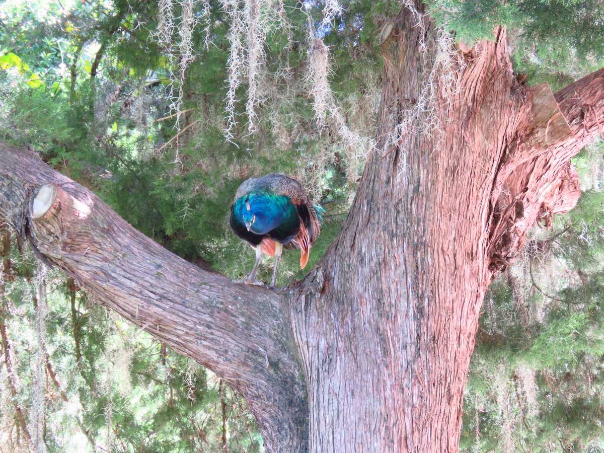 Indian Peafowl - Hylin Gold