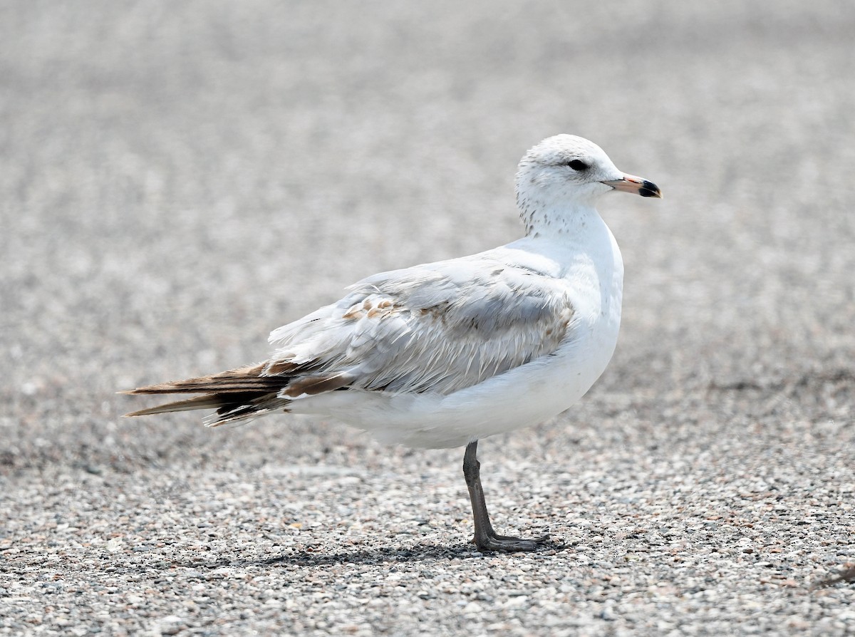 Ring-billed Gull - Elizabeth Hawkins