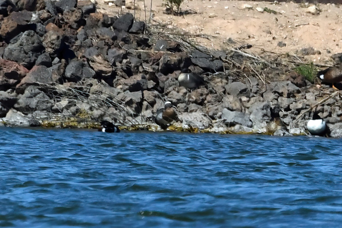 Garganey - ML565309161