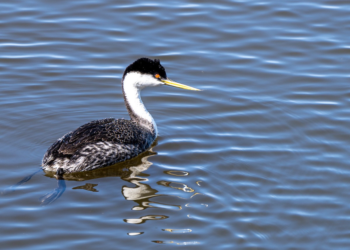 Western Grebe - ML565309201