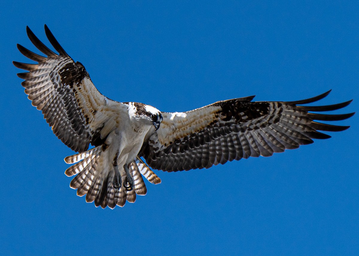 Águila Pescadora - ML565309231