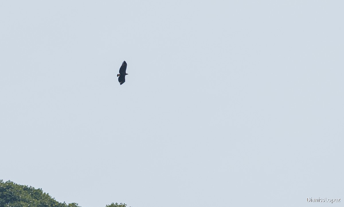 Solitary Eagle - ML565309271