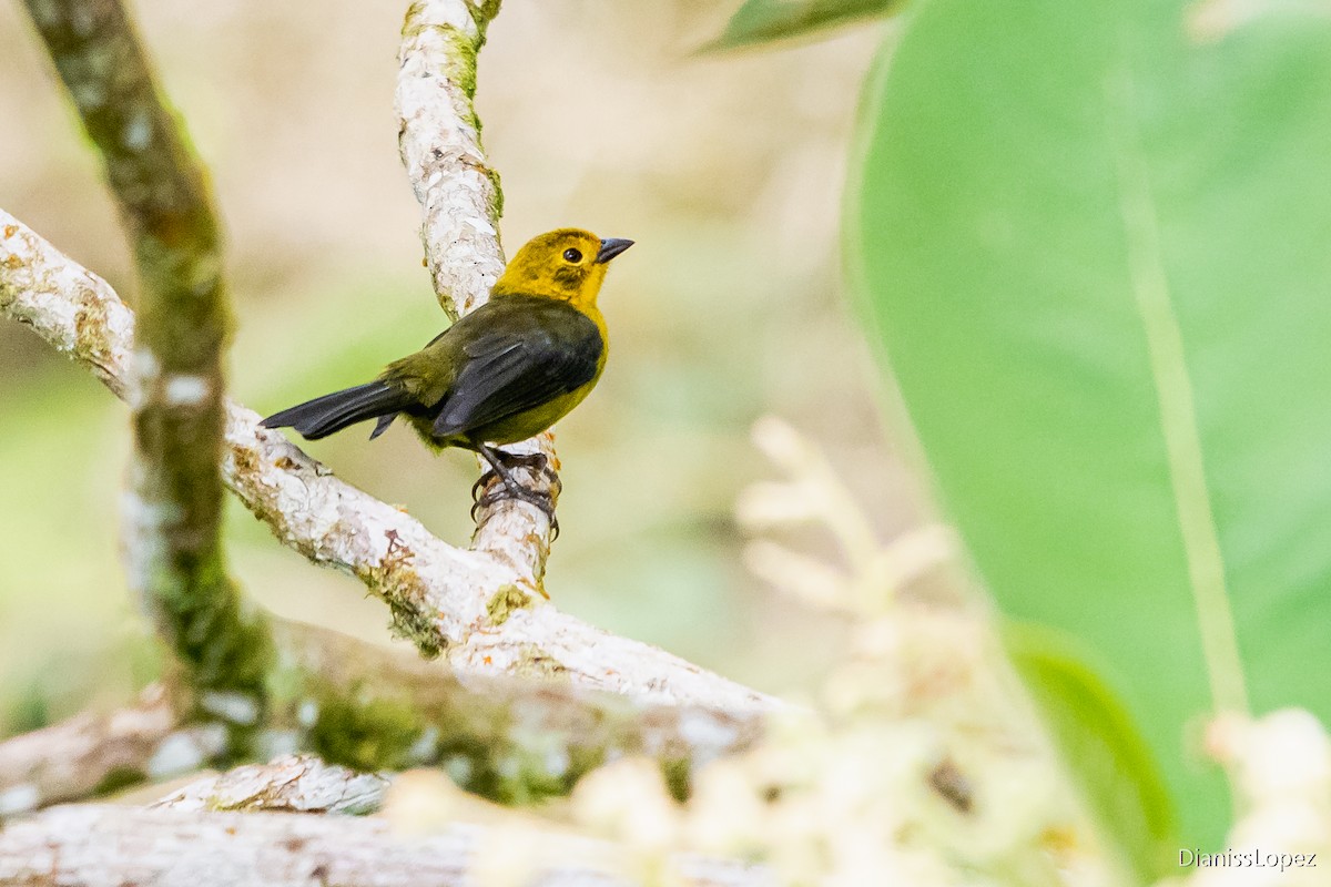 Yellow-headed Brushfinch - ML565309421