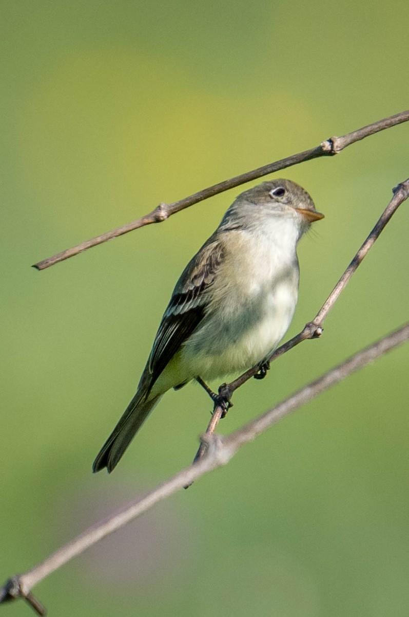 Least Flycatcher - ML565309531