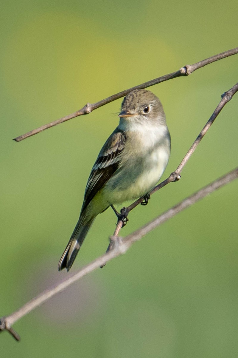 Least Flycatcher - ML565309541