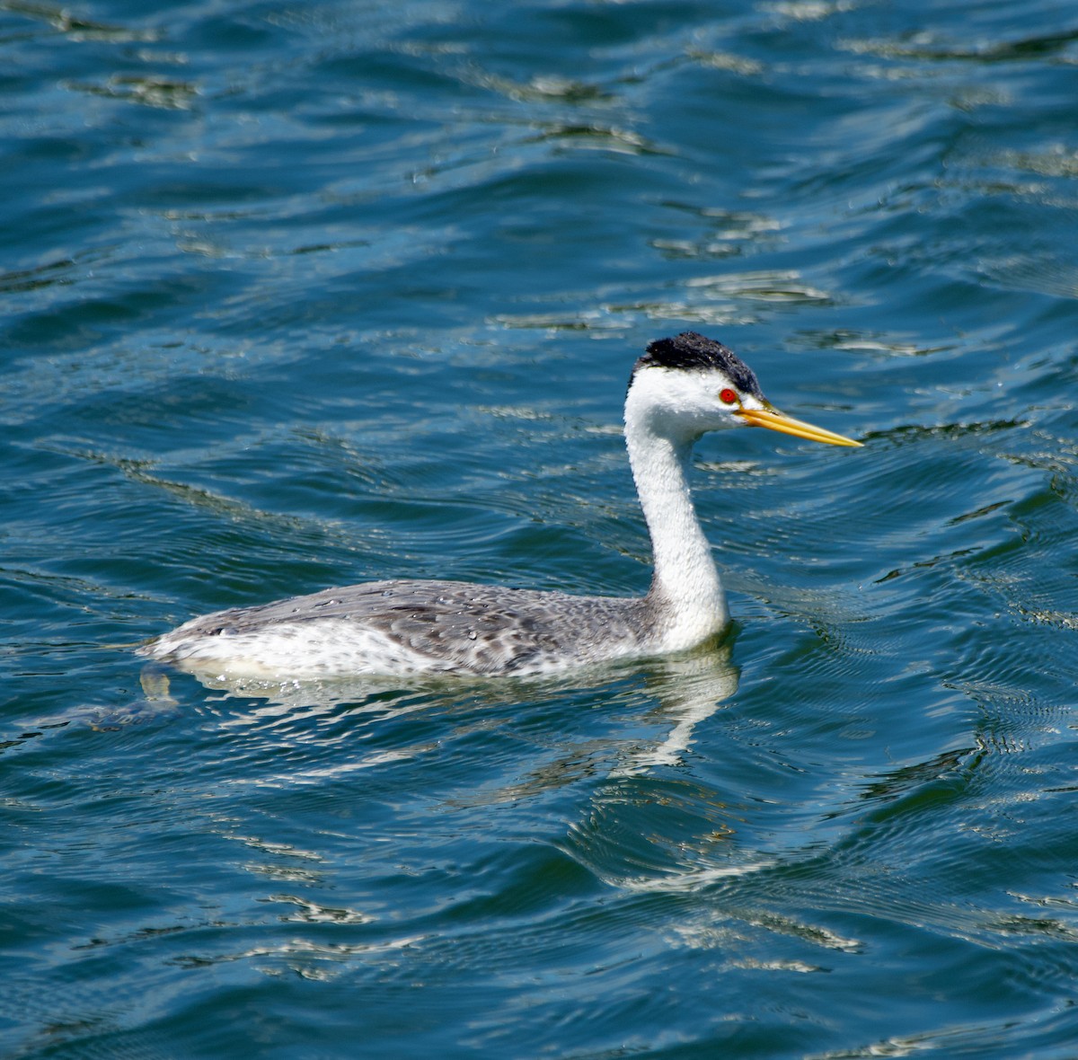 Clark's Grebe - ML565309891