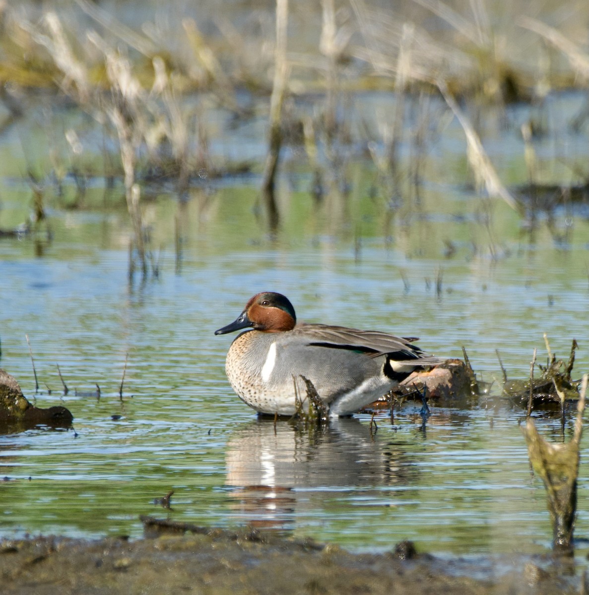 Green-winged Teal (American) - Zhaokuan Hao