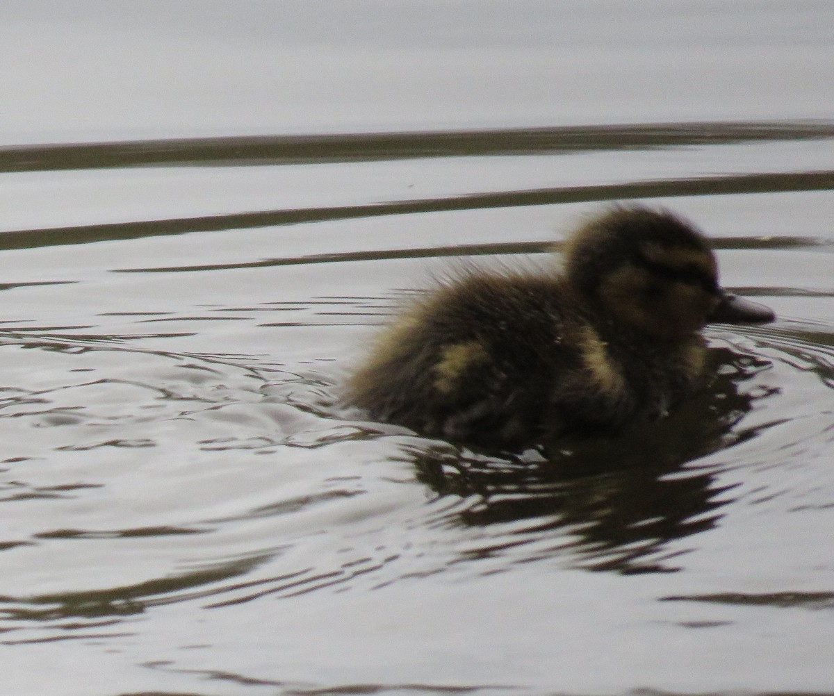 Mallard - ML565310861
