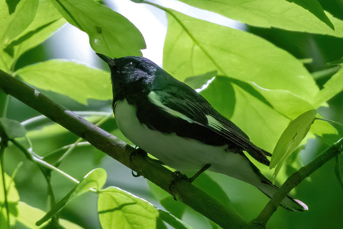 Black-throated Blue Warbler - ML565310901