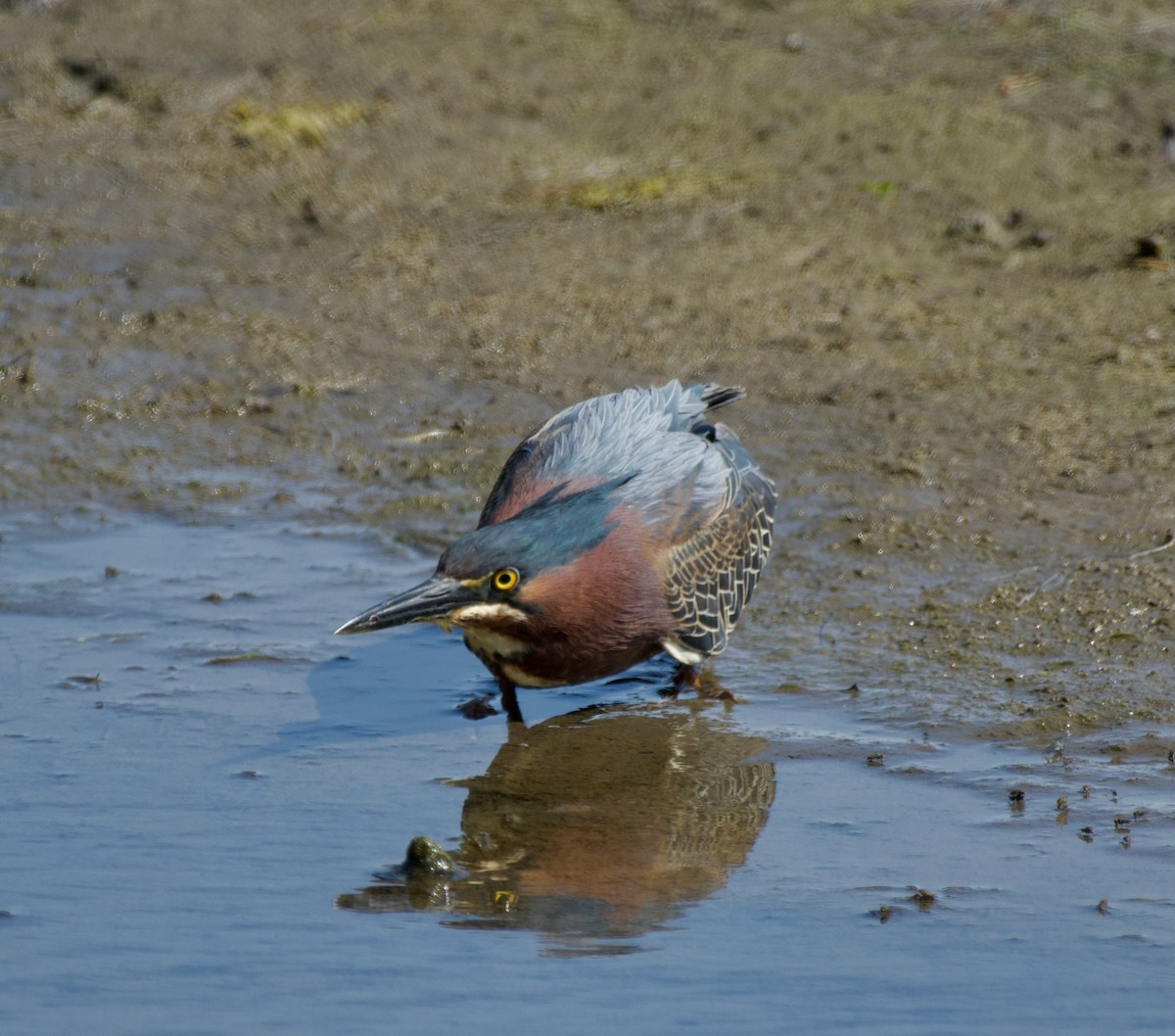 Green Heron - ML565311761