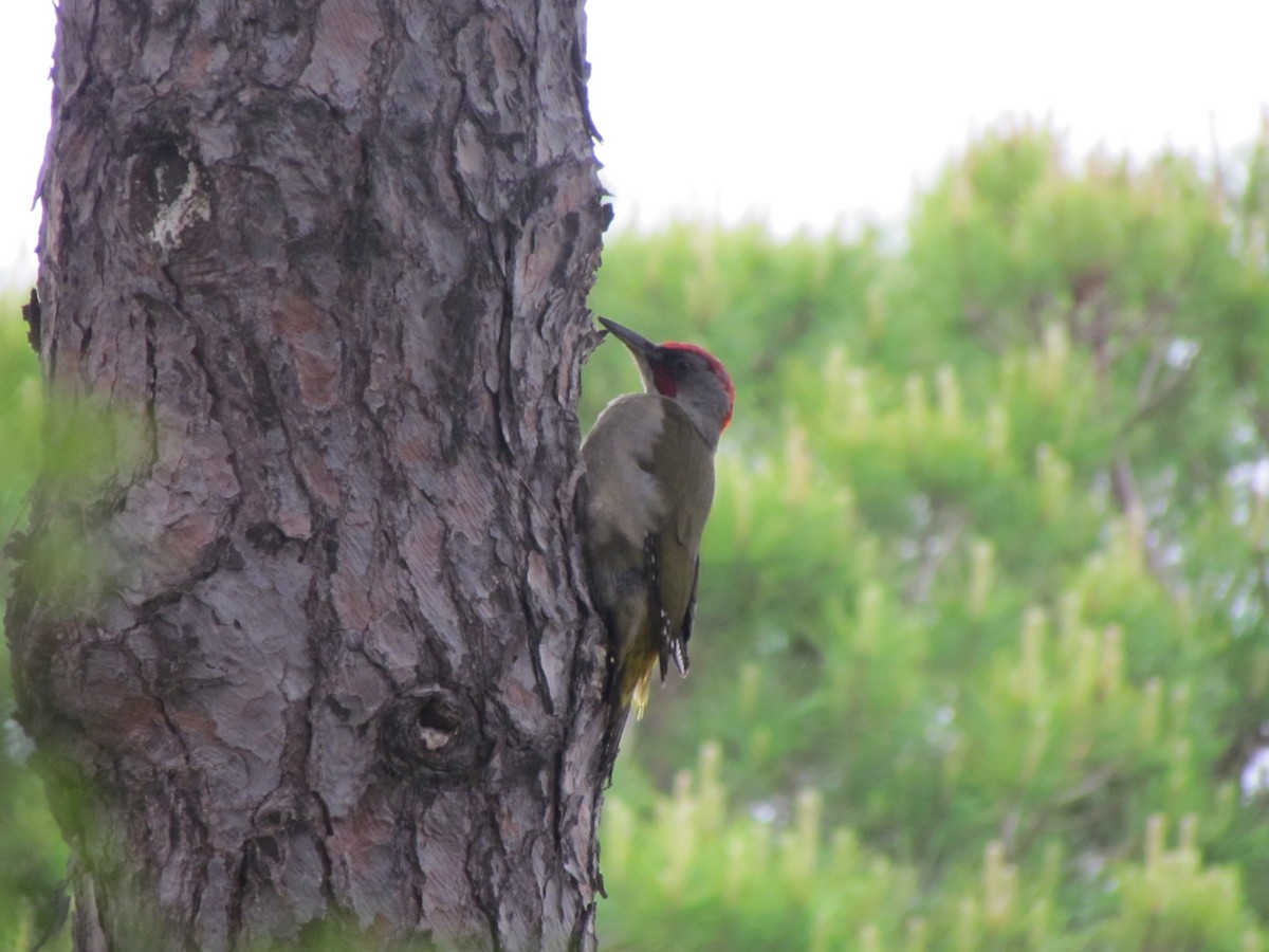 Iberian Green Woodpecker - ML56531181