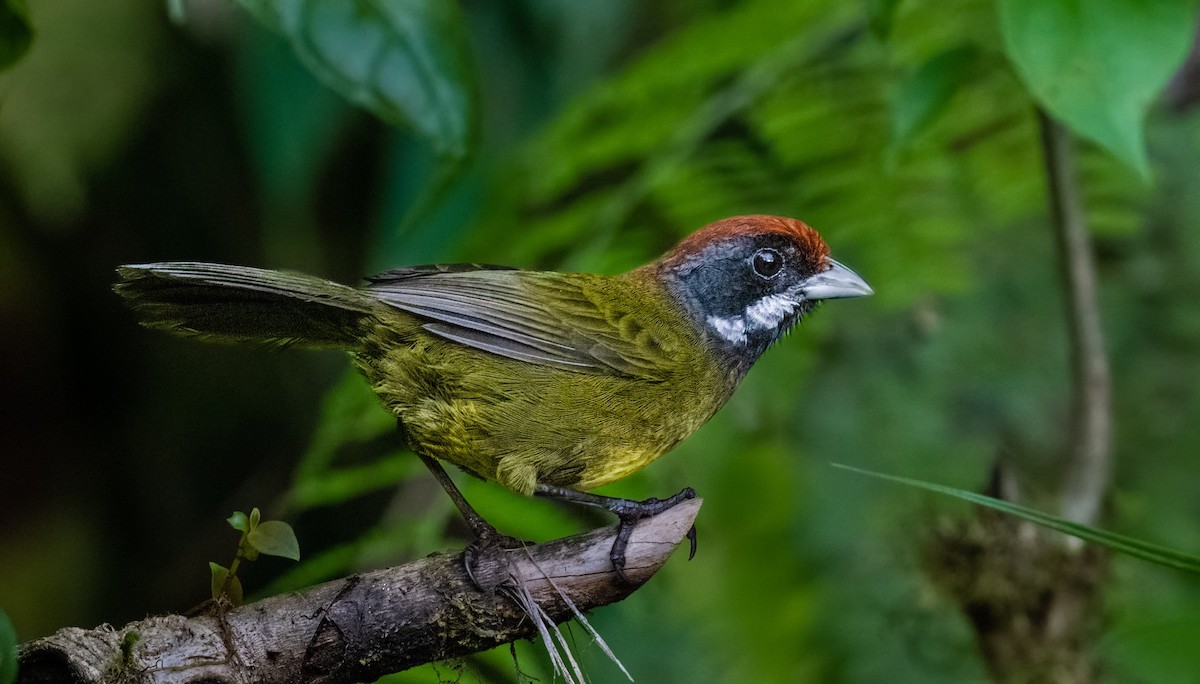 Sooty-faced Finch - Jim Merritt