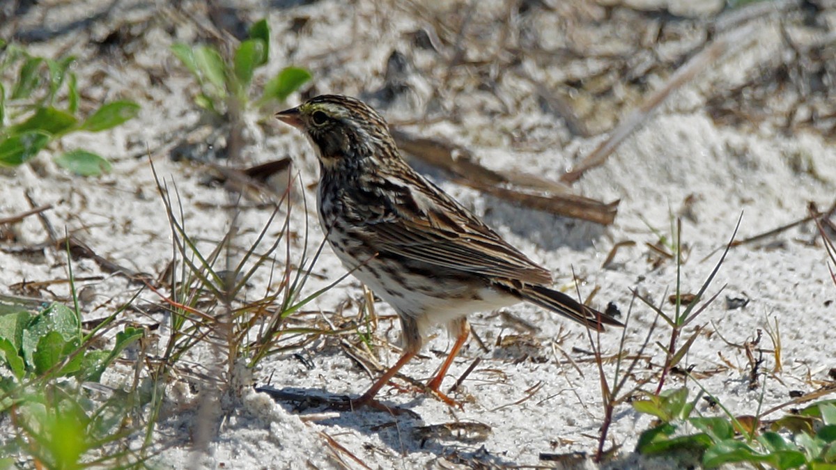 Savannah Sparrow - Skipper Anding