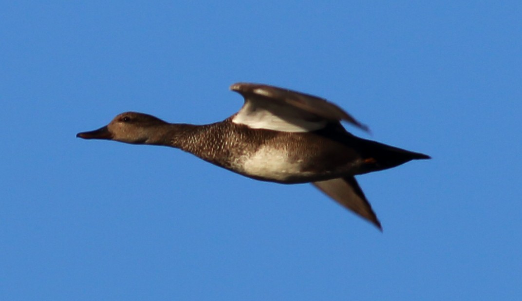 Gadwall - ML56531501