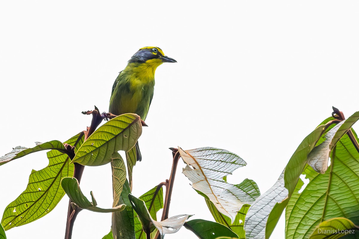 Schieferkopfvireo - ML565315401