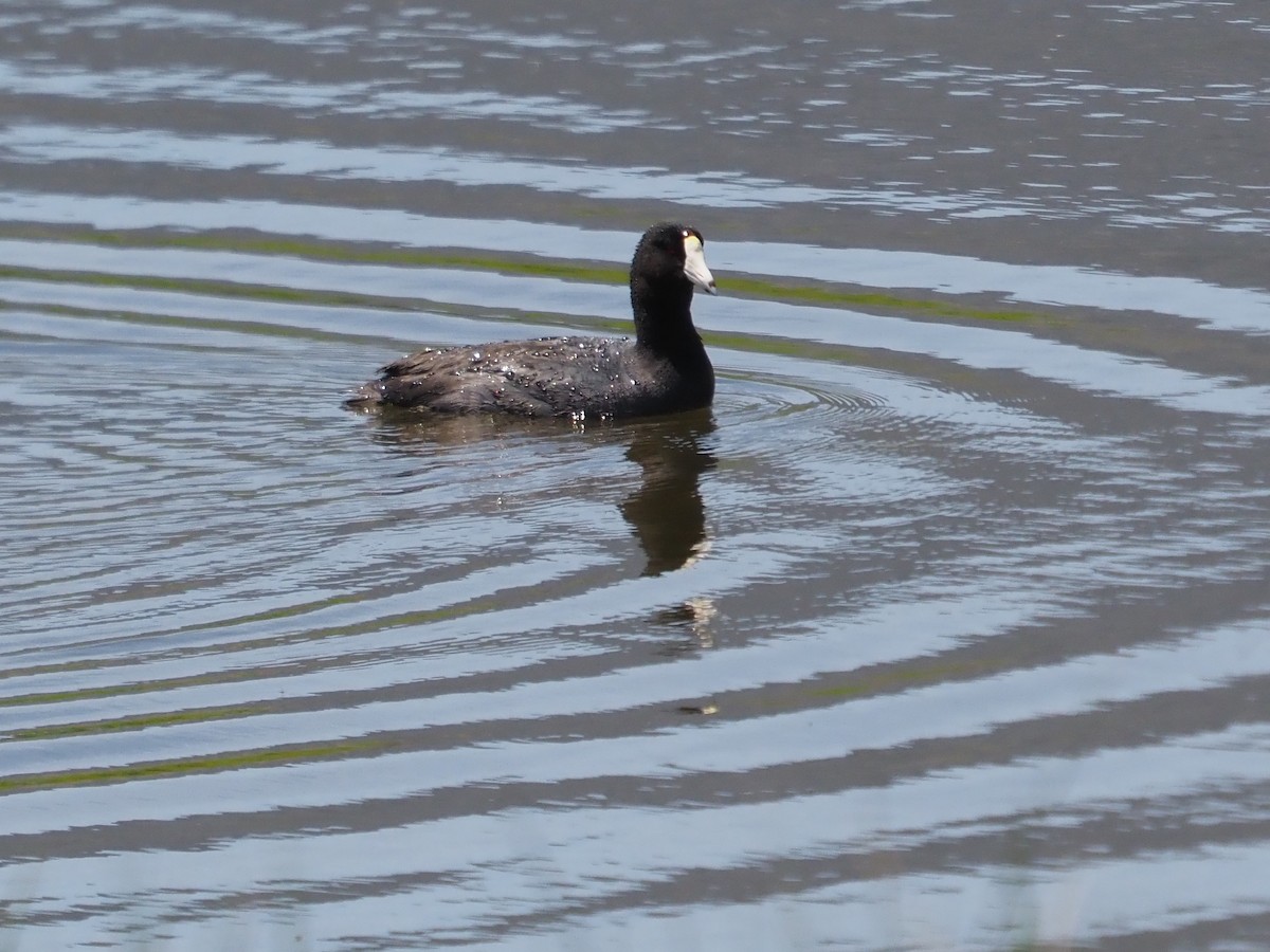 American Coot - ML565315471