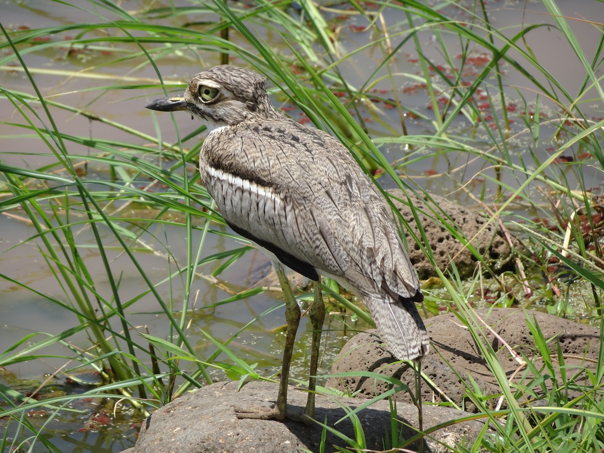 Water Thick-knee - ML56531551