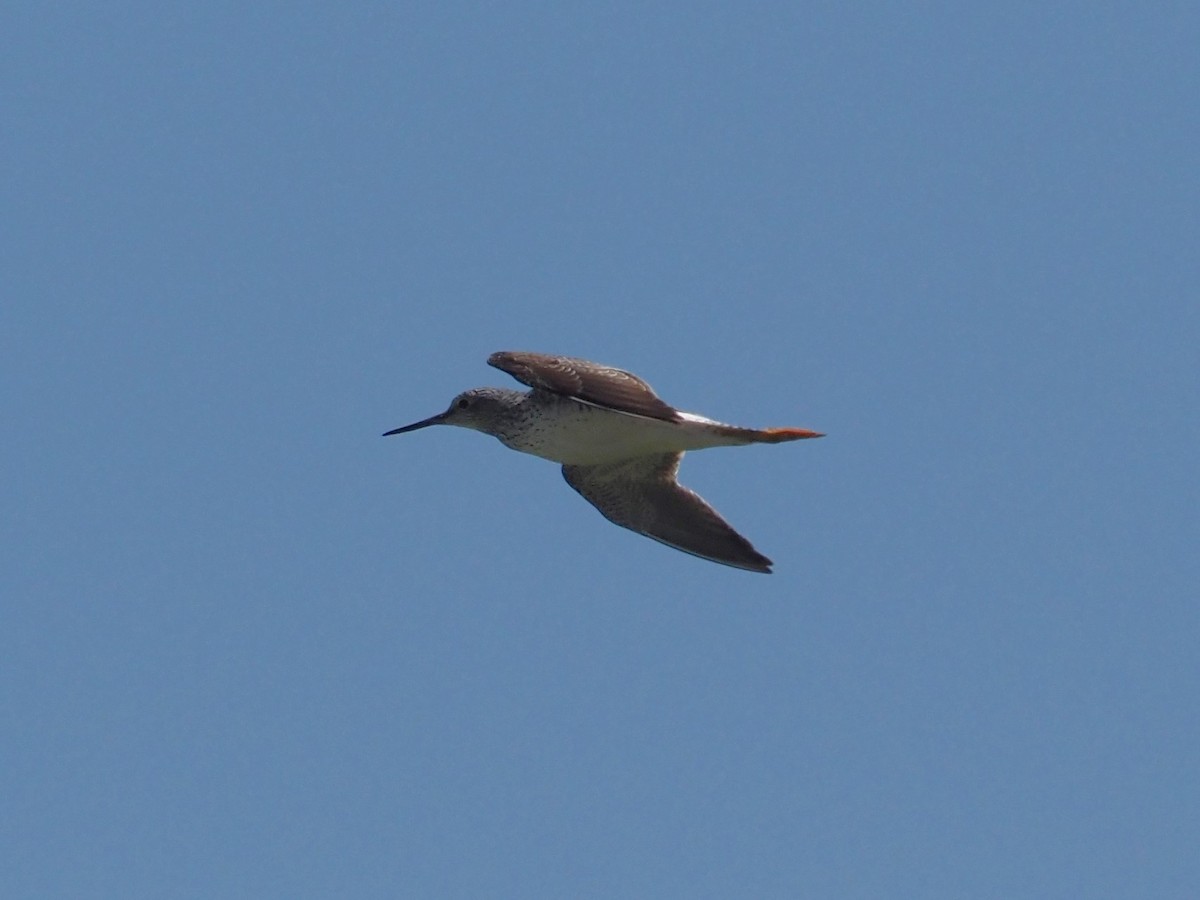 Greater Yellowlegs - ML565315731