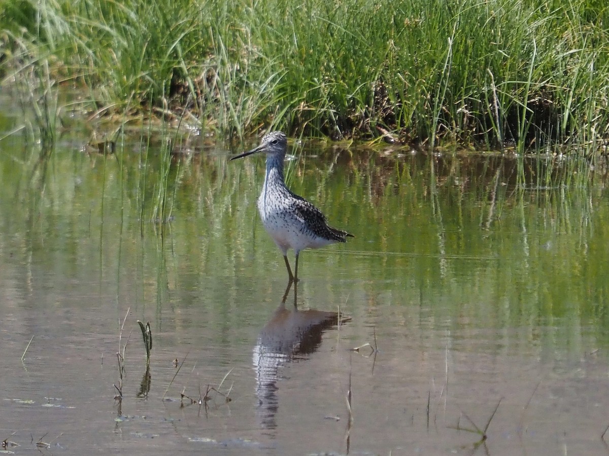 Greater Yellowlegs - Jack Wickel