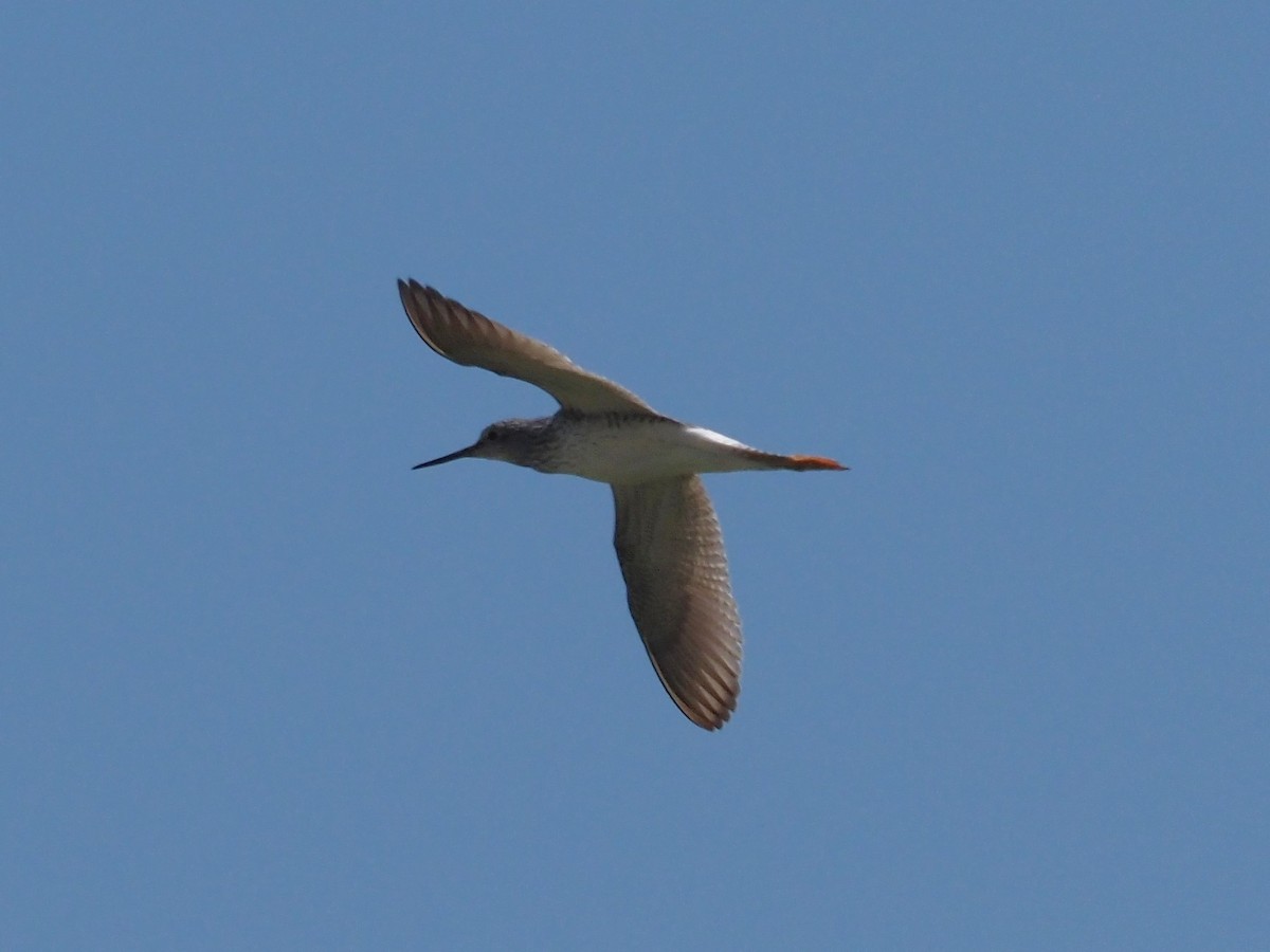 Greater Yellowlegs - ML565315761