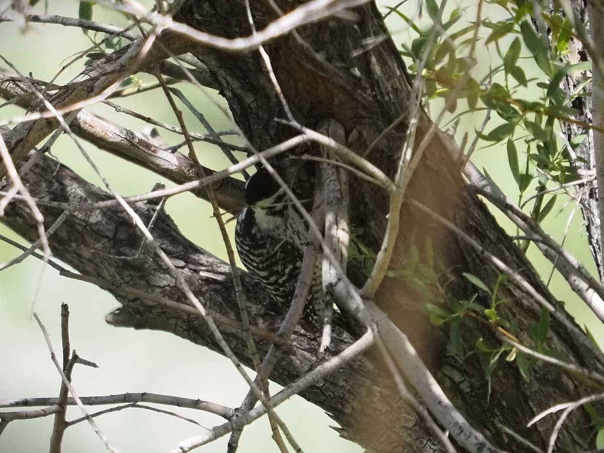 Ladder-backed Woodpecker - ML565315921