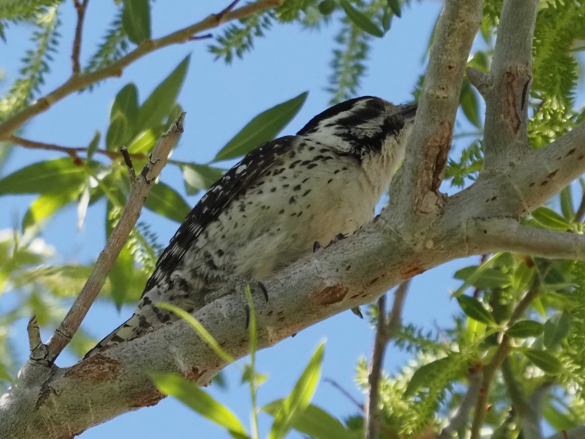 Ladder-backed Woodpecker - ML565315931