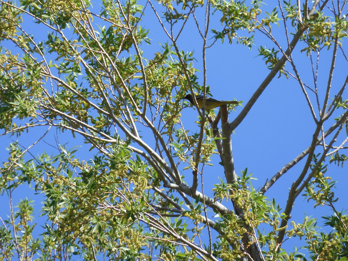 Scott's Oriole - ML565316111