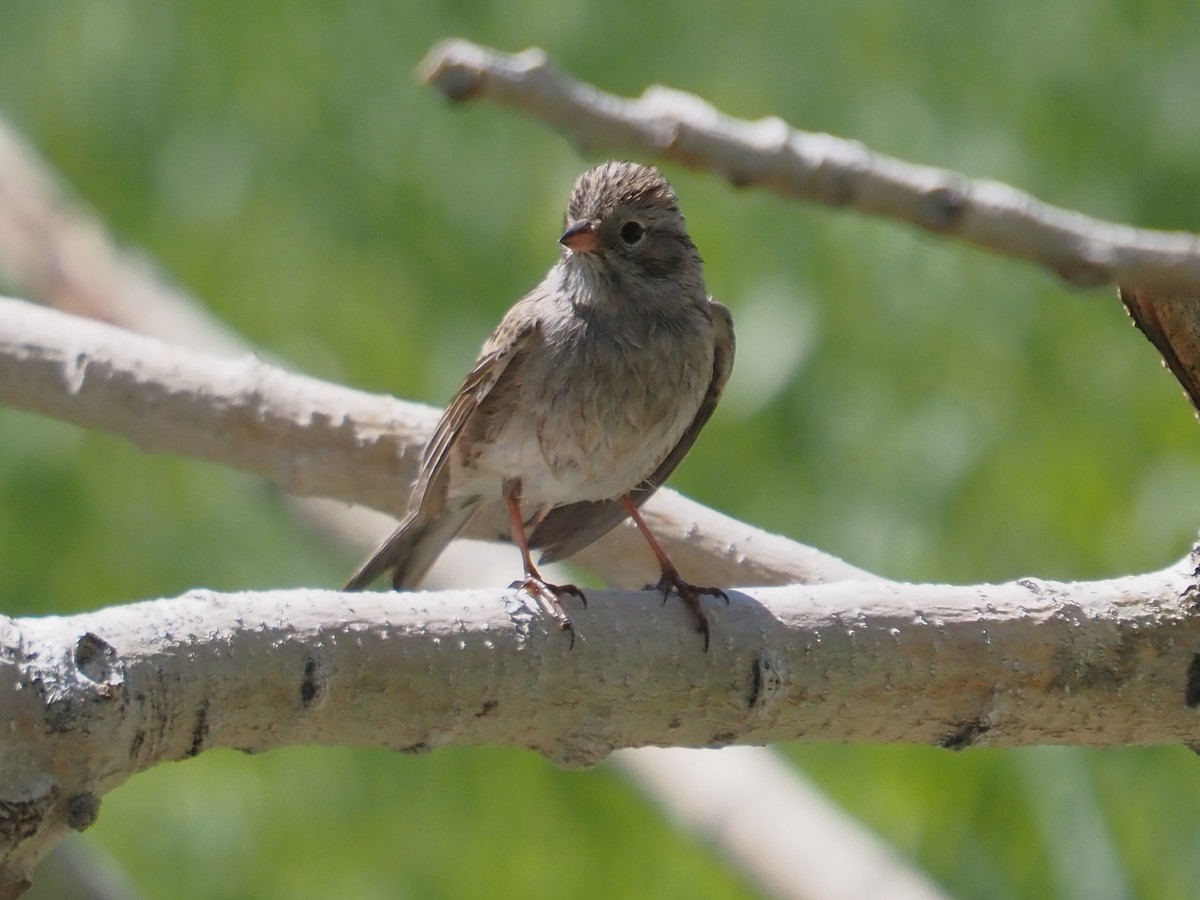 Brewer's Sparrow - Jack Wickel