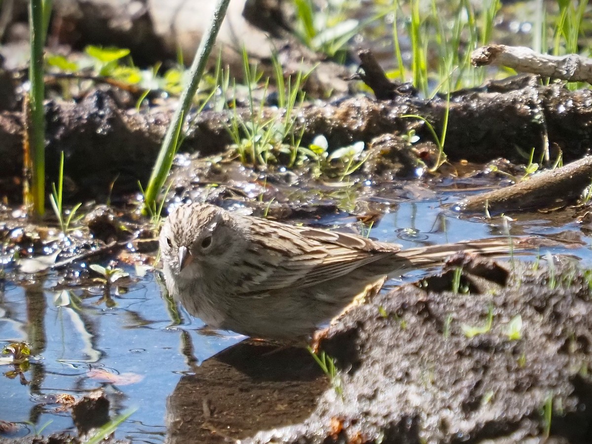 Brewer's Sparrow - ML565316261