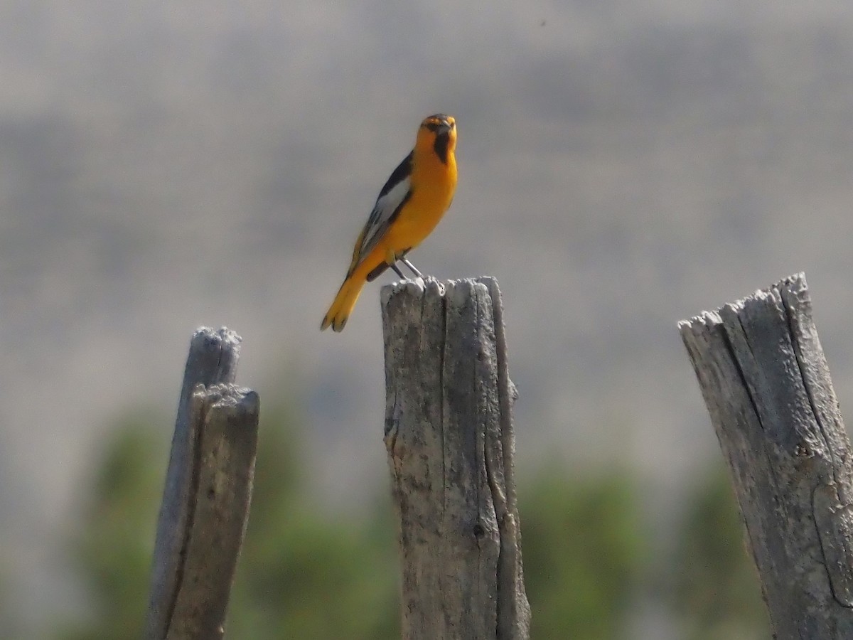 Bullock's Oriole - ML565316291