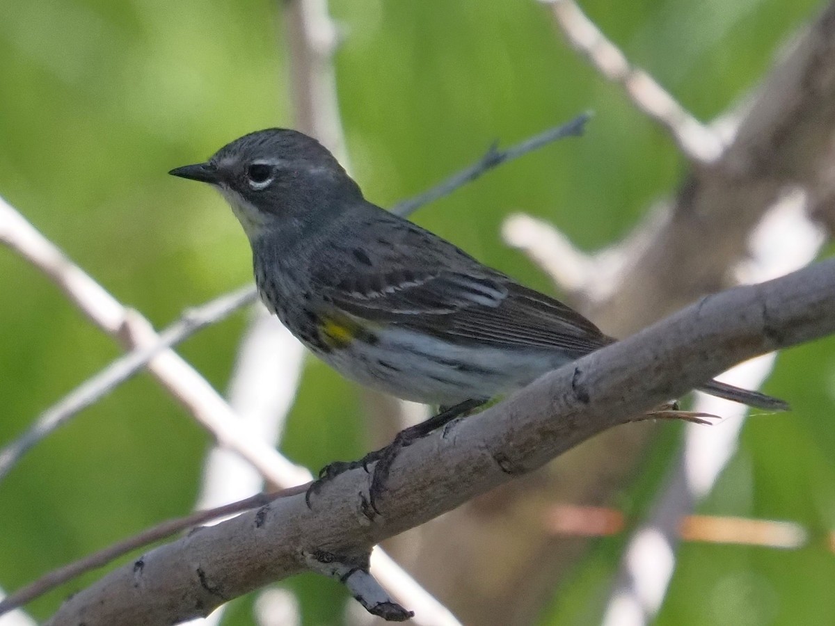 Yellow-rumped Warbler (Myrtle x Audubon's) - ML565316421