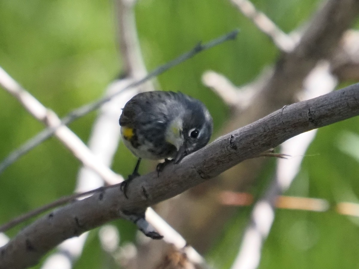 Yellow-rumped Warbler (Myrtle x Audubon's) - Jack Wickel