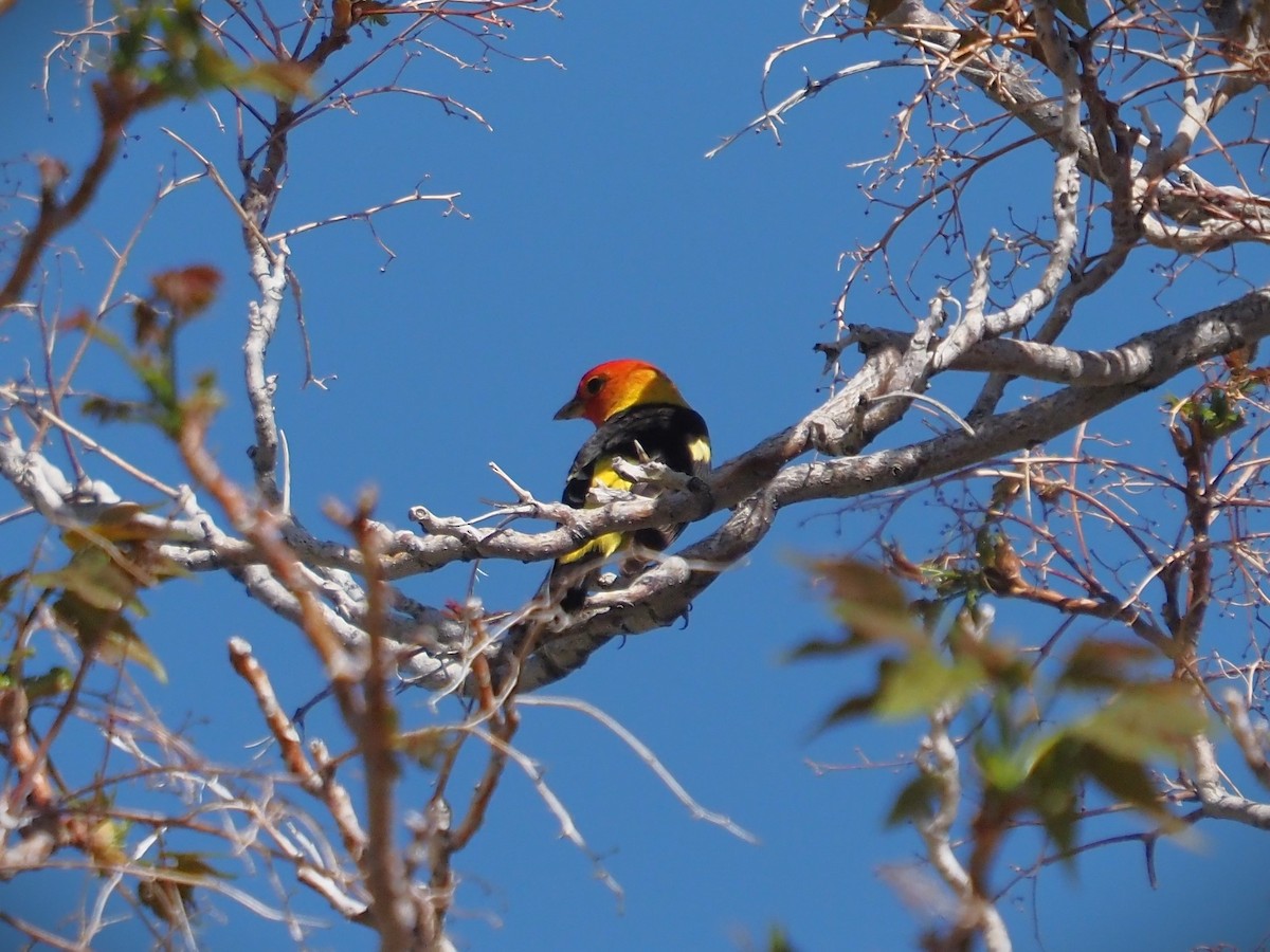 Western Tanager - ML565316541