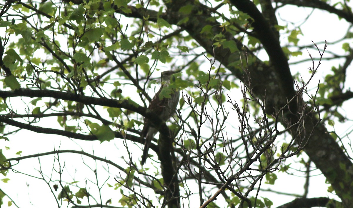 Cooper's Hawk - ML565316911