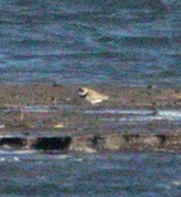 Semipalmated Plover - ML565317581